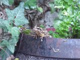 thumbnails/012-040725-1.jpg.small.jpeg