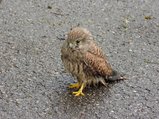 thumbnails/040-110625-1.jpg.small.jpeg