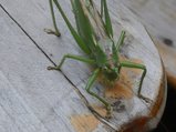 thumbnails/051-130725-4.jpg.small.jpeg