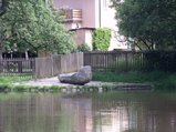 thumbnails/085-220625-2.jpg.small.jpeg