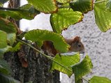 thumbnails/103-260725-4.jpg.small.jpeg